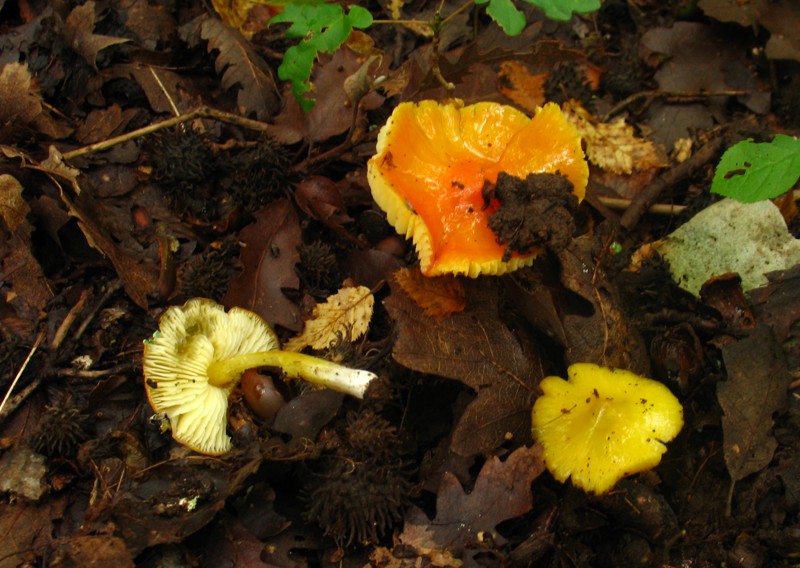 From Istria with love II